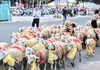 Ninh Thuận: Cừu "diễu hành" cừu xuống phố