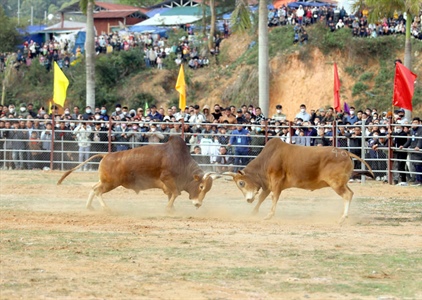 Ngày Xuân về Điện Biên Đông xem hội đấu bò truyền thống