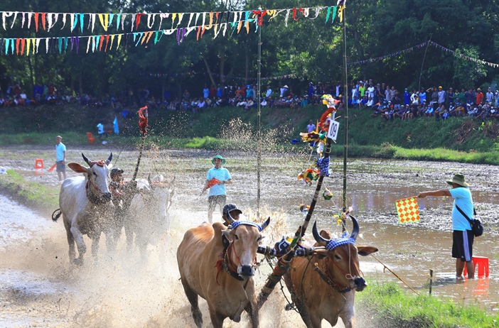 Phát huy Lễ hội đua bò Bảy Núi của đồng bào Khmer ở An Giang gắn với...