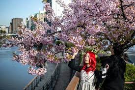 Nhật Bản sẽ đón mùa hoa anh đào nở sớm hơn bình thường
