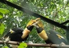 Vườn Quốc gia Phong Nha - Kẻ Bàng tiếp nhận, cứu hộ nhiều động vật hoang dã, quý hiếm