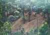 Lâm Đồng: Hàng trăm cây thông trước nguy cơ chết hàng loạt bởi dự án du lịch