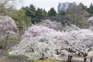 Hoa anh đào nở rộ tại thủ đô Tokyo của Nhật Bản