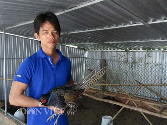 Nuôi chim trĩ lãi cao - Tạp chí Chăn nuôi Việt Nam