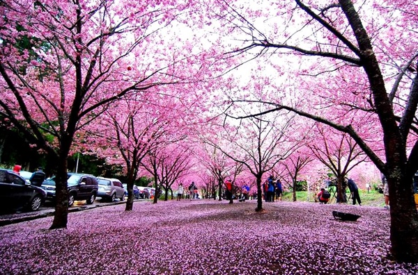 Top 30 hình ảnh tuyệt đẹp về hoa anh đào - quốc hoa của đất nước Nhật Bản.